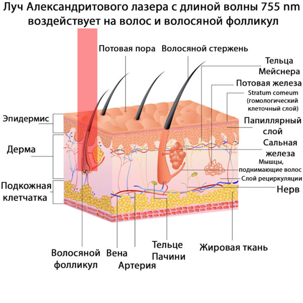 Мелирование теменной зоны фото