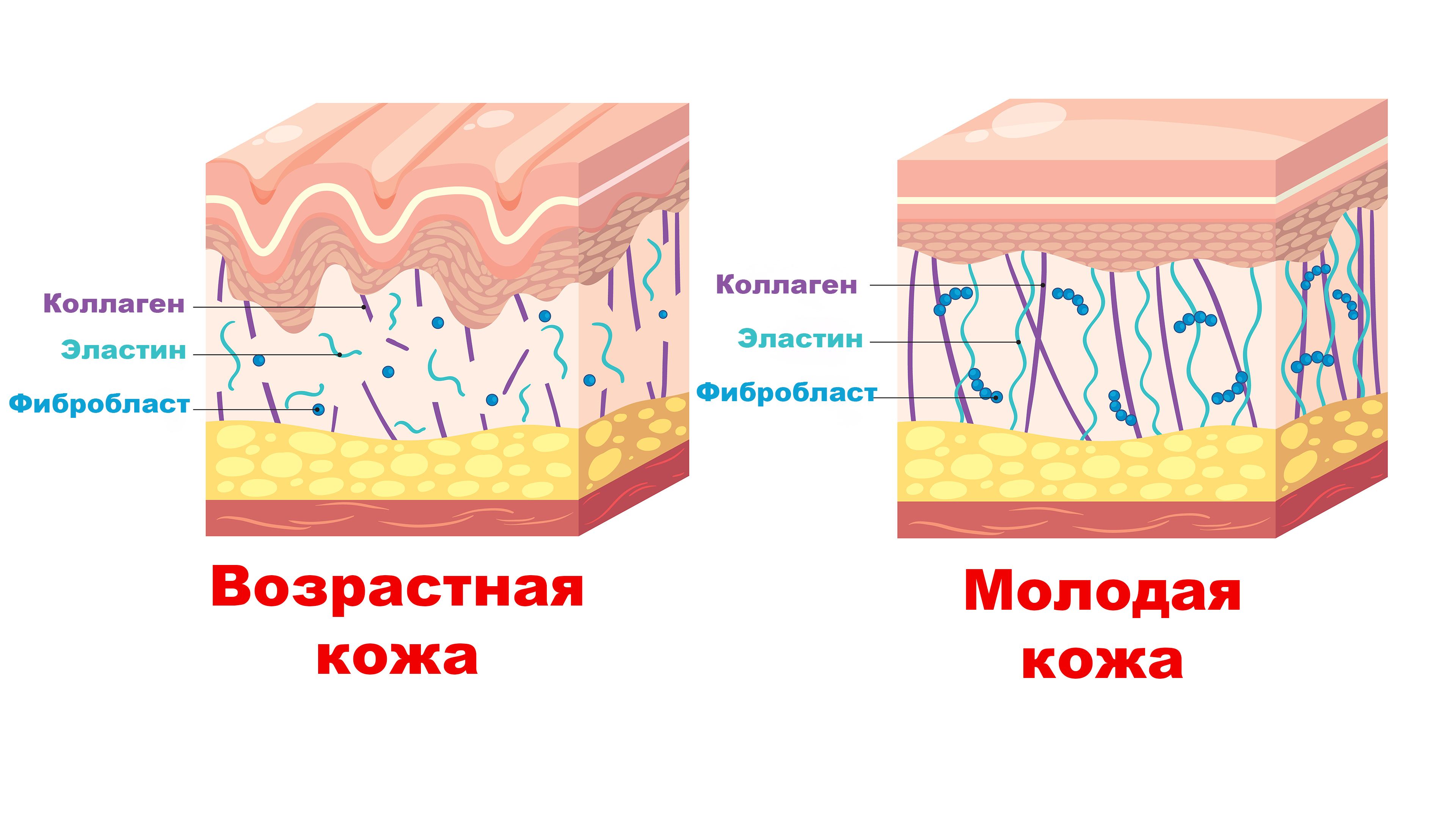 Коллагеновые волокна действительно действуют как клей, фиксируя клетки, обеспечивая прочность, эластичность и упругость тканей, не давая коже растягиваться