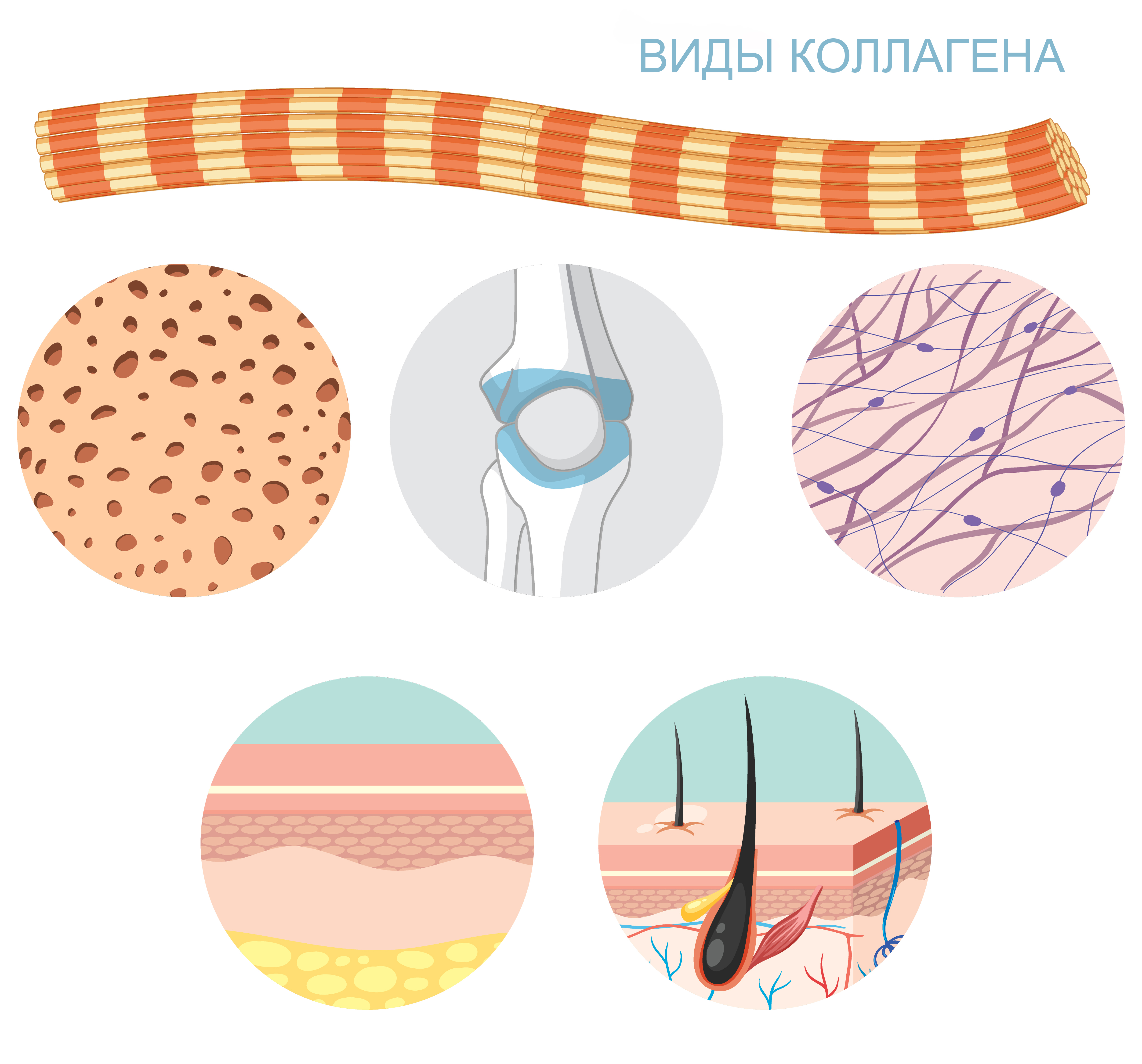 Виды коллагена