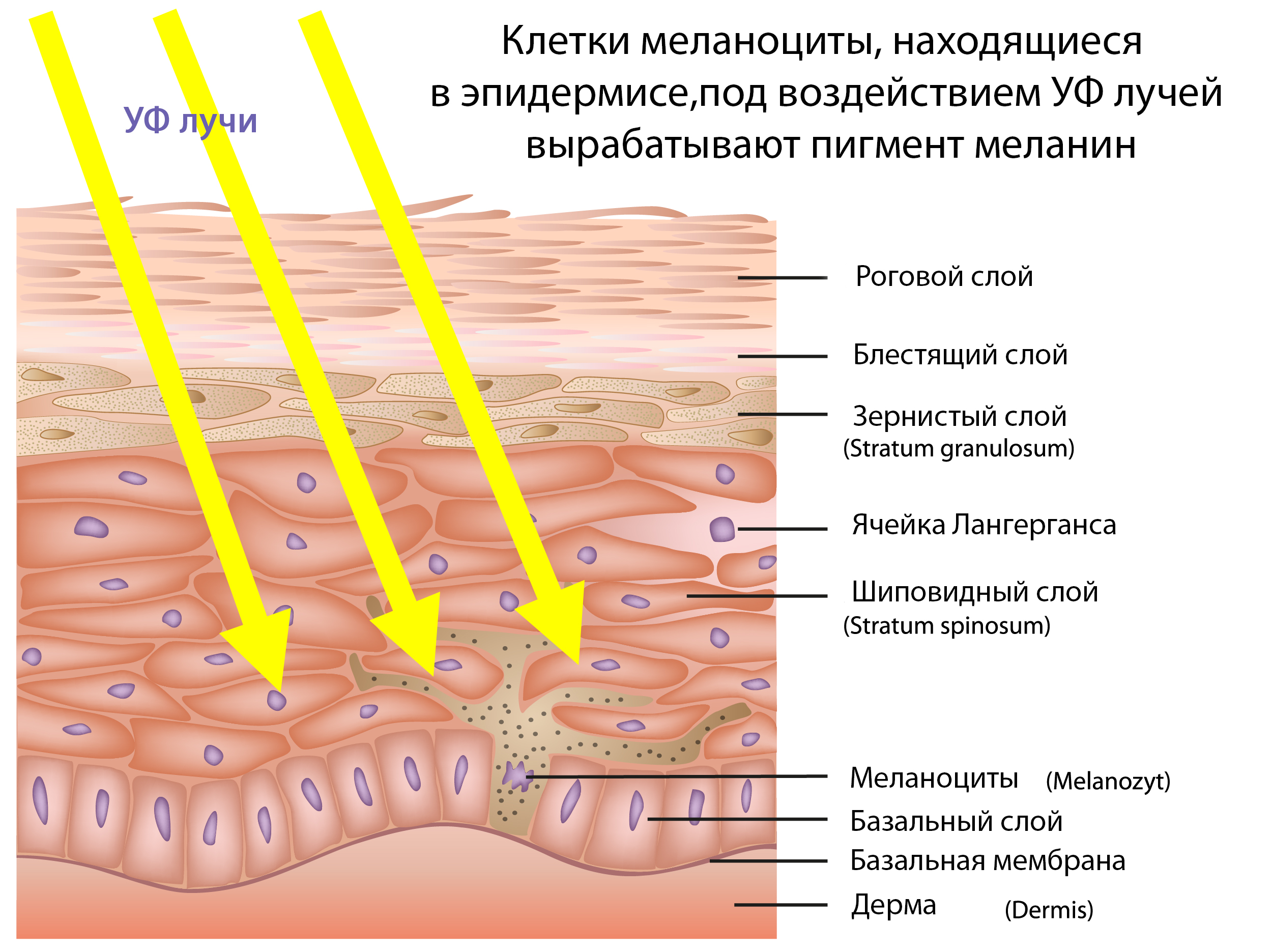 Клетки меланоциты вырабатывают пигмент меланин