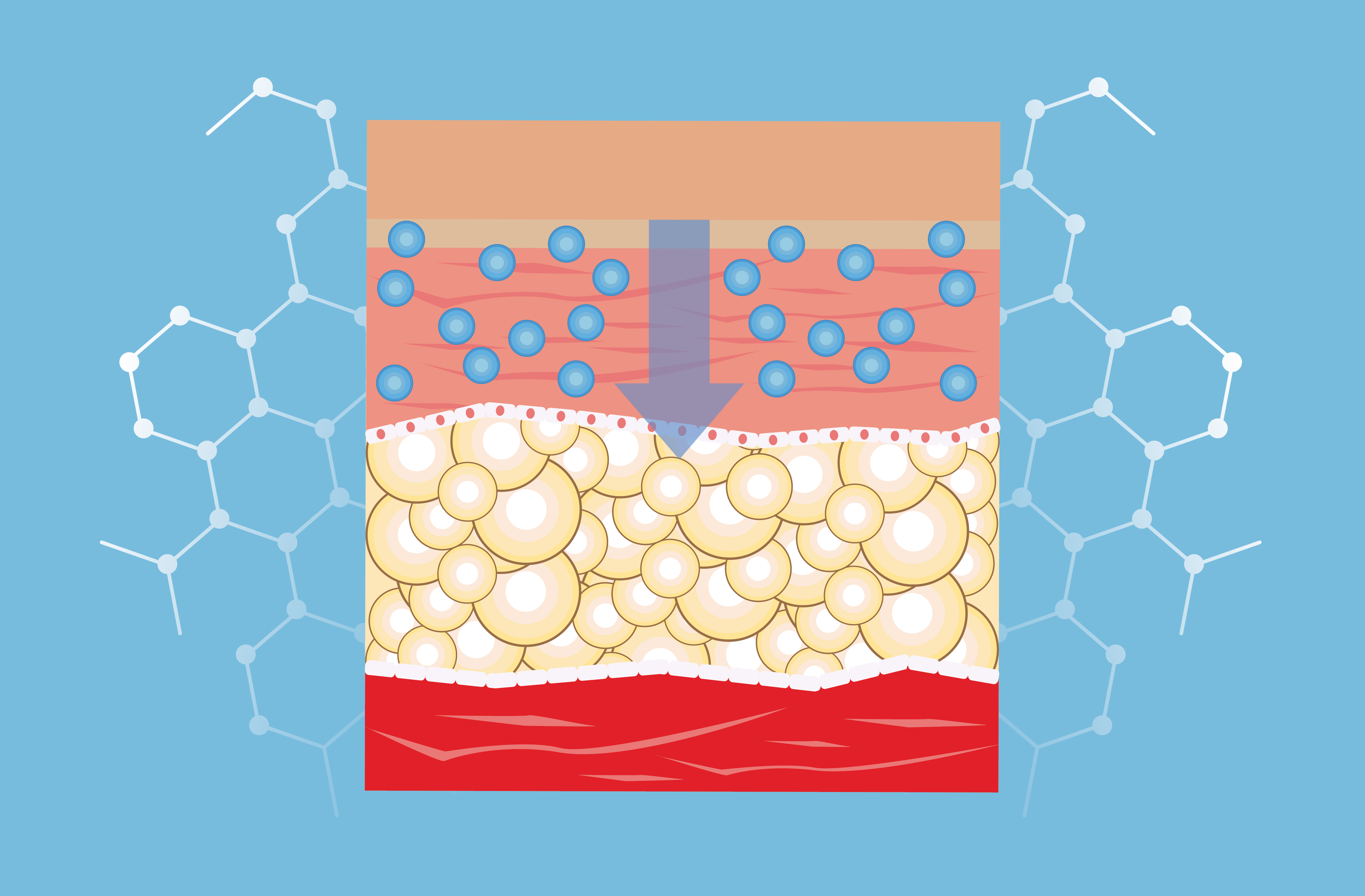 Микросферы CaHA действуют как каркас, вокруг которого организм начинает формировать новую коллагеновую матрицу. Этот процесс называется неоколлагенезом. Фибробласты (клетки, производящие коллаген) активно работают вокруг частиц гидроксиапатита, создавая естественную поддерживающую структуру.